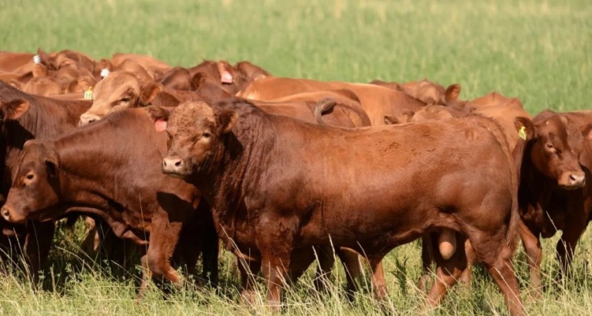 Limangus pone a prueba su gen&eacute;tica a campo en el norte de Santa Fe