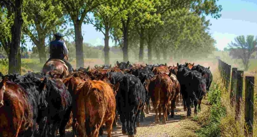 La &ldquo;guerra&rdquo; del campo cordob&eacute;s contra las gu&iacute;as de hacienda: reclaman una ley provincial que las proh&iacute;ba