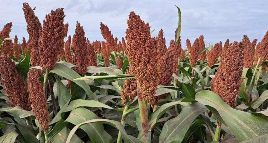 Menor oferta mundial abre una ventana para el sorgo argentino