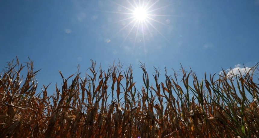 El ma&iacute;z tard&iacute;o dej&oacute; una producci&oacute;n de 590.105 toneladas en el centro norte santafesino