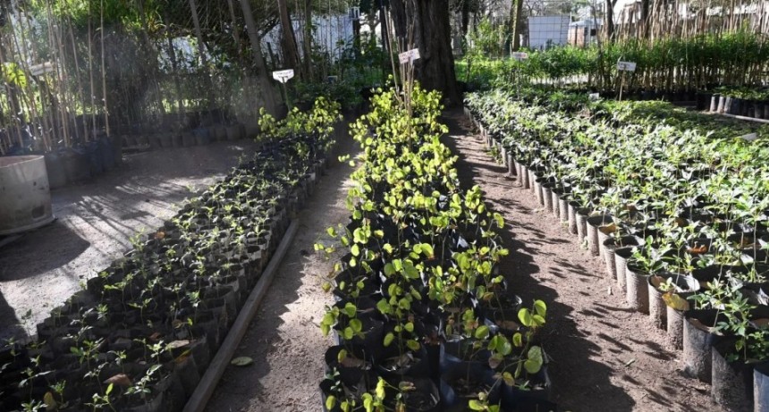 Suardi destinar&aacute; $10 millones a la forestaci&oacute;n y el arbolado urbano