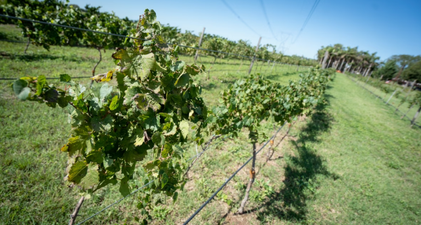 El vino que crece en Santa Fe: vi&ntilde;edos, nuevas bodegas y una futura Ruta del Vino