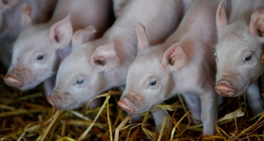 La producci&oacute;n porcina creci&oacute; 12,4% hasta agosto y el consumo alcanz&oacute; un nuevo r&eacute;cord