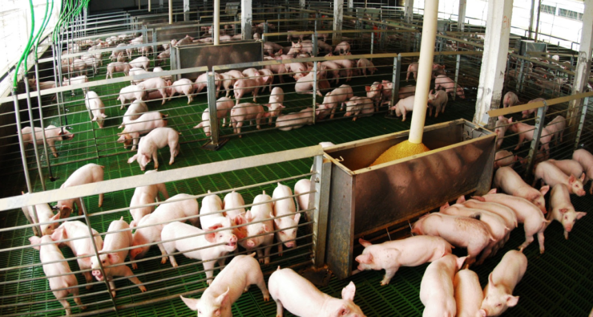 El cerdo sigue batiendo r&eacute;cords y vive un presente so&ntilde;ado, pero con una pesadilla amenazando: las importaciones