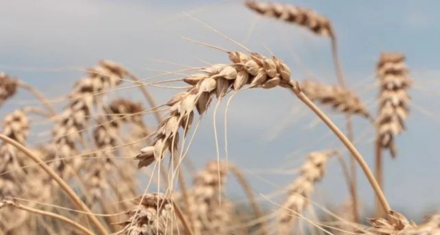 Histórica sequía: en el sur de Santa Fe se perderá la cosecha de 130 mil hectáreas de trigo