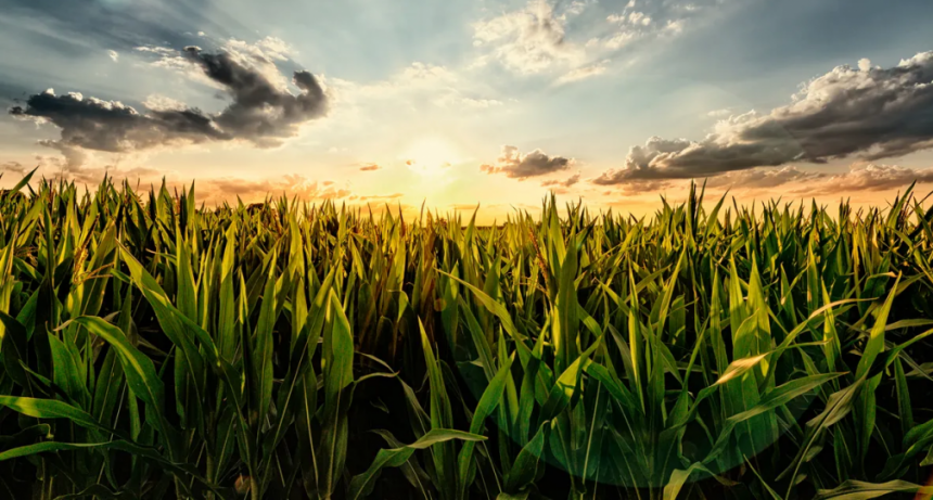 El consumo de fertilizantes en ma&iacute;z y trigo caer&iacute;a 27% 