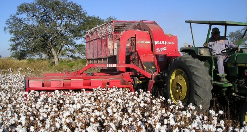 La provincia informa que se encuentra disponible una l&iacute;nea de cr&eacute;ditos sin inter&eacute;s para productores algodoneros