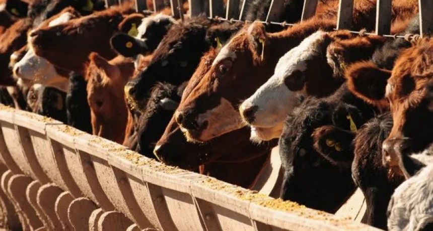 Ganadería: sequía, oferta abundante y demanda pasada, un combo difícil que presiona el mercado