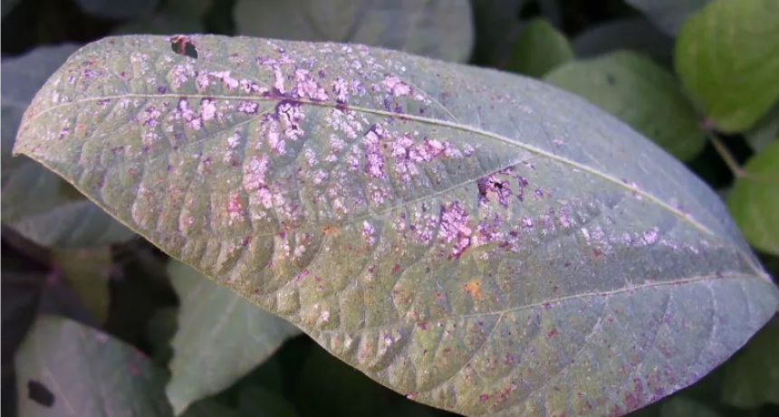 Un problema incipiente que pone en vilo a la agricultura