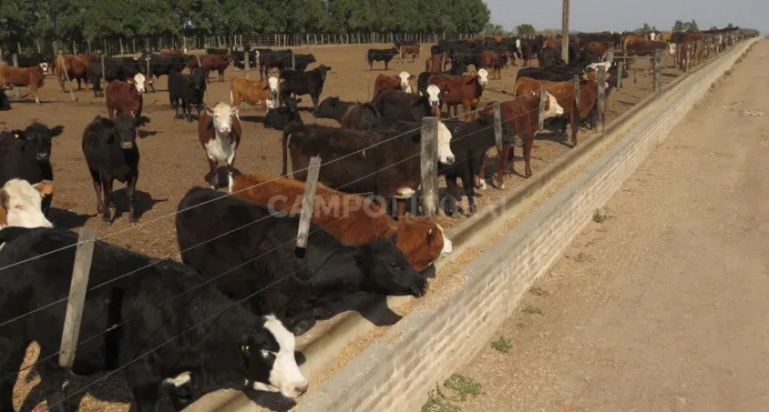 Sin acuerdo para regular feedlots en Santa Fe 