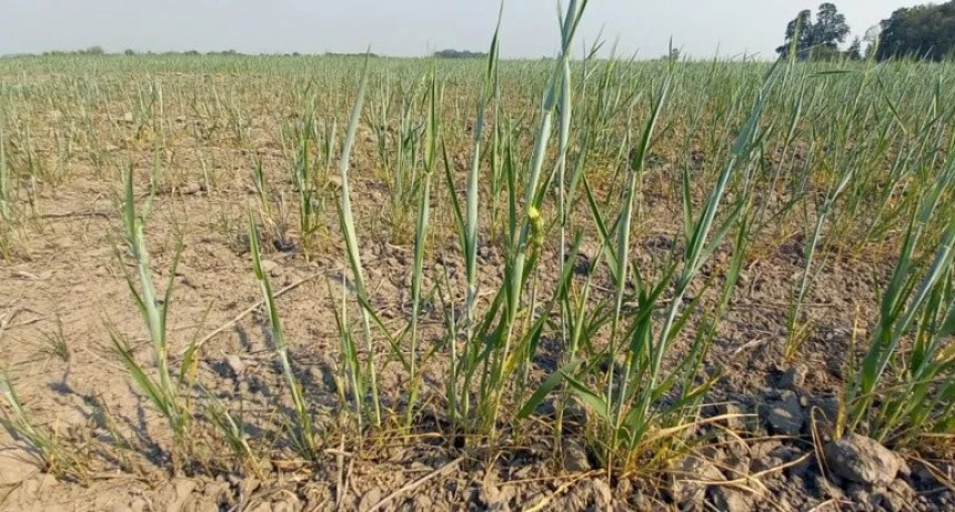 Recalculando: las lluvias sostienen algunos planes agrícolas pero a muchos lotes llegó tarde y habrá cambios