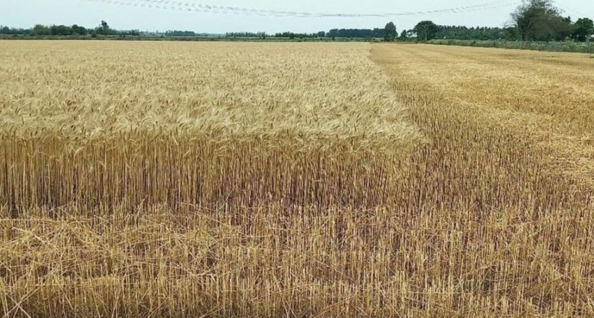 Con rindes acotados por la sequía, comenzó la cosecha de trigo en Santa Fe