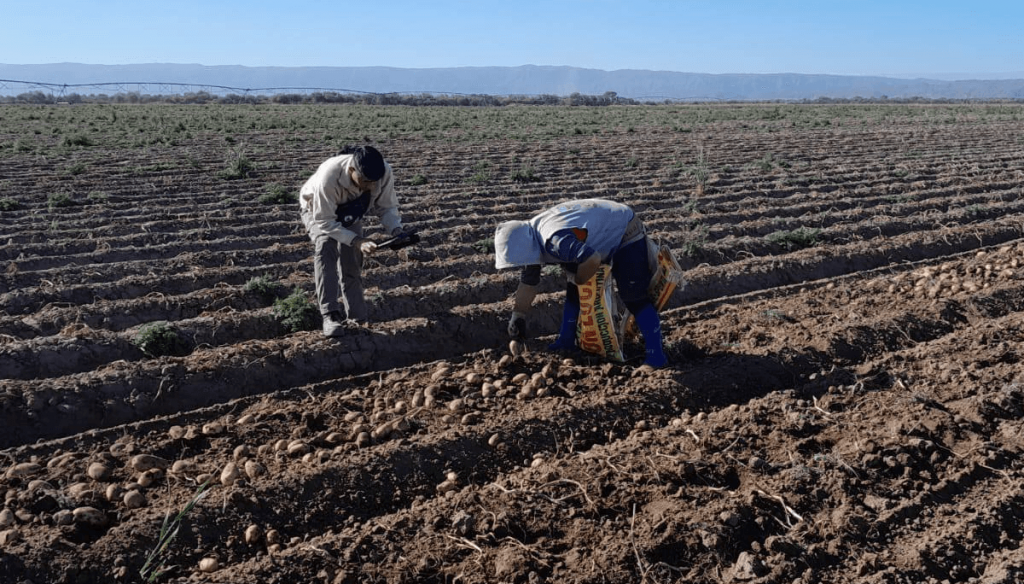 Más aumentos para trabajadores rurales: las nuevas escalas salariales, con un mínimo de $ 904.903