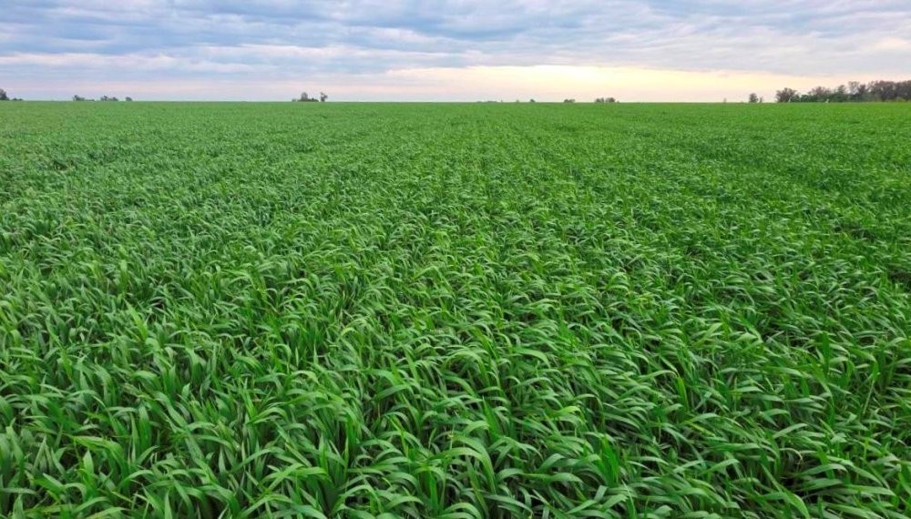 El “Cordobazo” del trigo: estiman una supercosecha que superará ampliamente el récord anterior