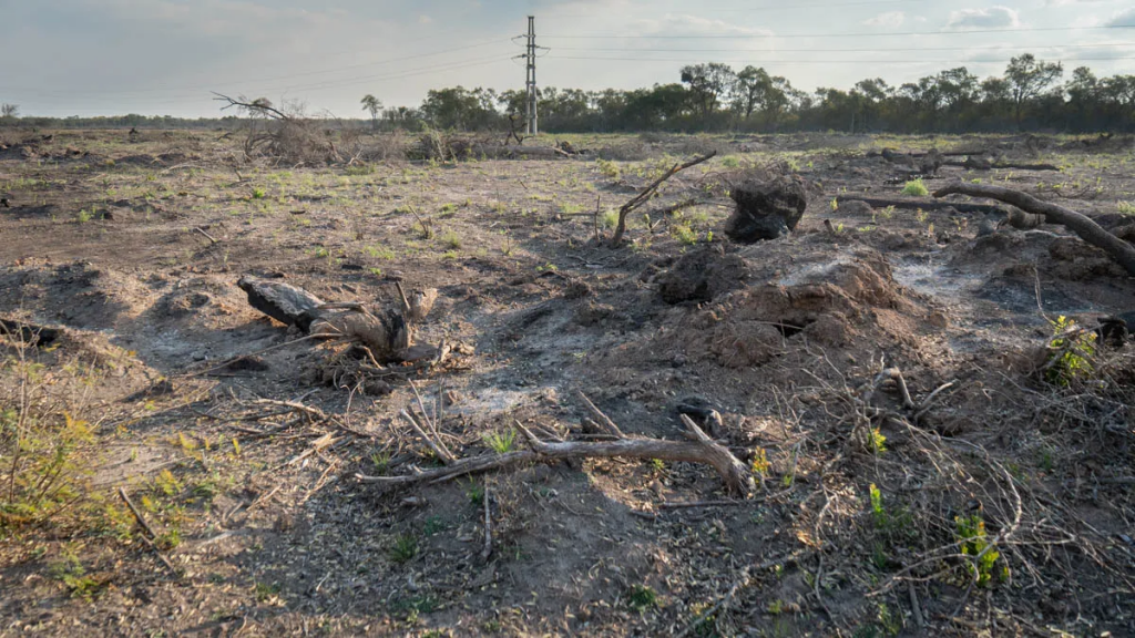 Informe exclusivo de AIRE en el desmonte ilegal en Logroño, provincia de Santa Fe: cuando el bosque calla
