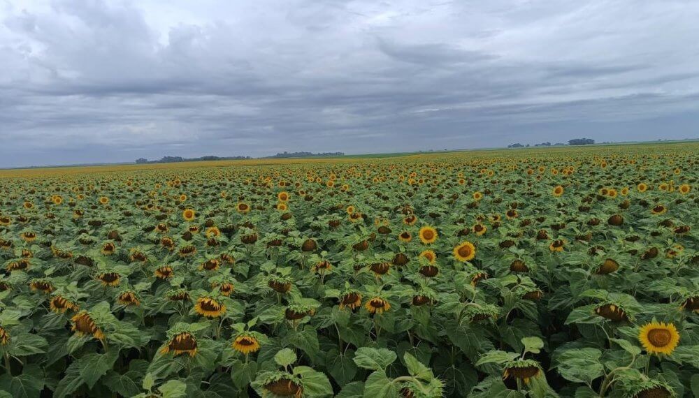 El girasol, ante un momento histórico: “Hay un presente y un futuro cercano súper atractivo para la cadena”