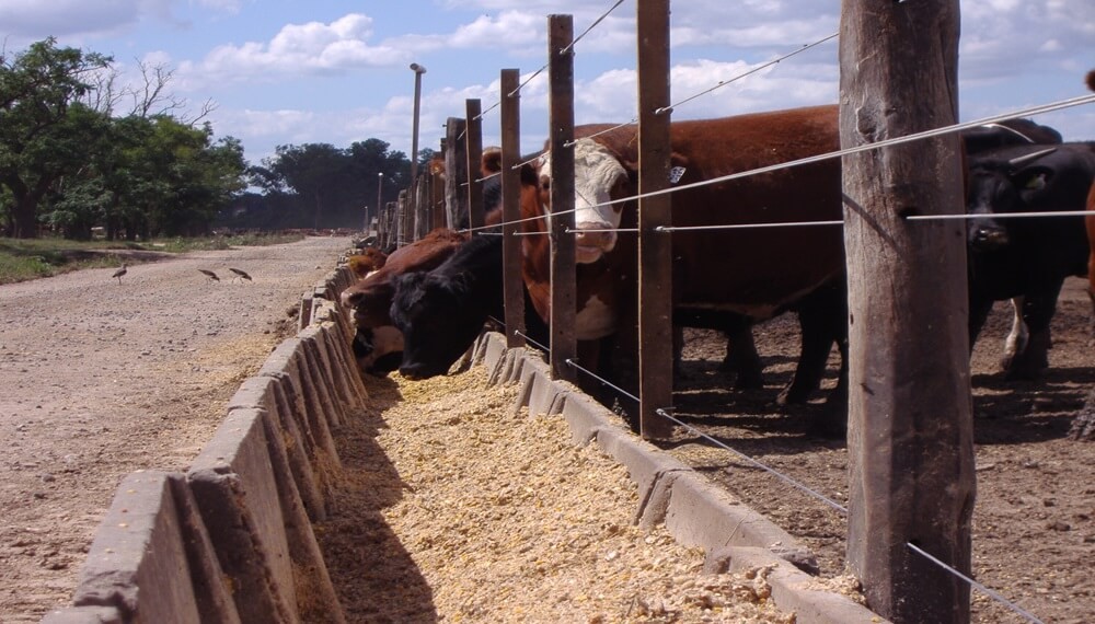 Se desacelera la faena bovina: ¿comenzó una fase de retención o es solo incertidumbre electoral?