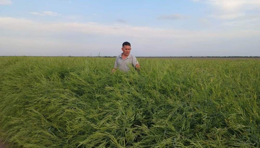 La carinata expande su frontera productiva: un ensayo en el norte cordobés dejó muy buenos resultados