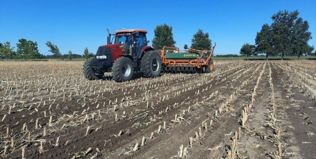 Cerró la siembra de maíz temprano en el centro norte santafesino con 95.000 hectáreas implantadas