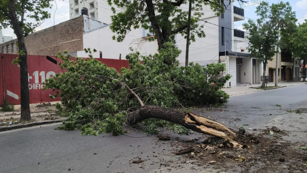 Una fuerte tormenta de viento en Santa Fe dejó árboles y cables caídos en varias zonas