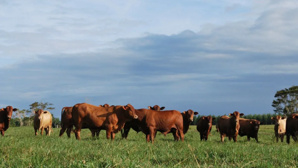 Tokenización de carne vacuna: nuevas oportunidades de inversión agropecuaria