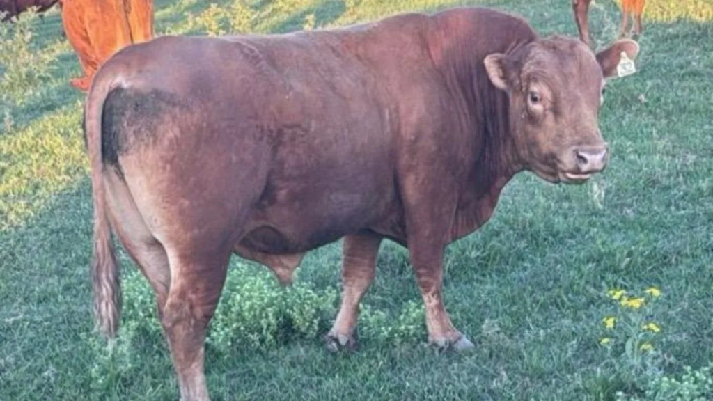 Limangus, la raza elegida por los criadores del norte: eficiencia, rusticidad y valor agregado