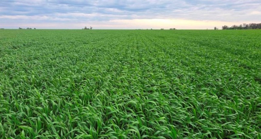 El “Cordobazo” del trigo: estiman una supercosecha que superará ampliamente el récord anterior