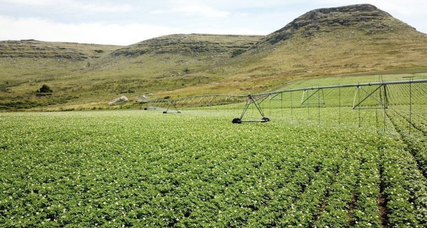 Desafío sustentable: las papas fritas más consumidas en el país se hacen con agricultura regenerativa