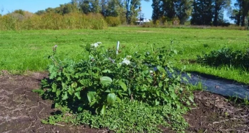 El poder del sol contra las malezas: una técnica del INTA muestra resultados sorprendentes