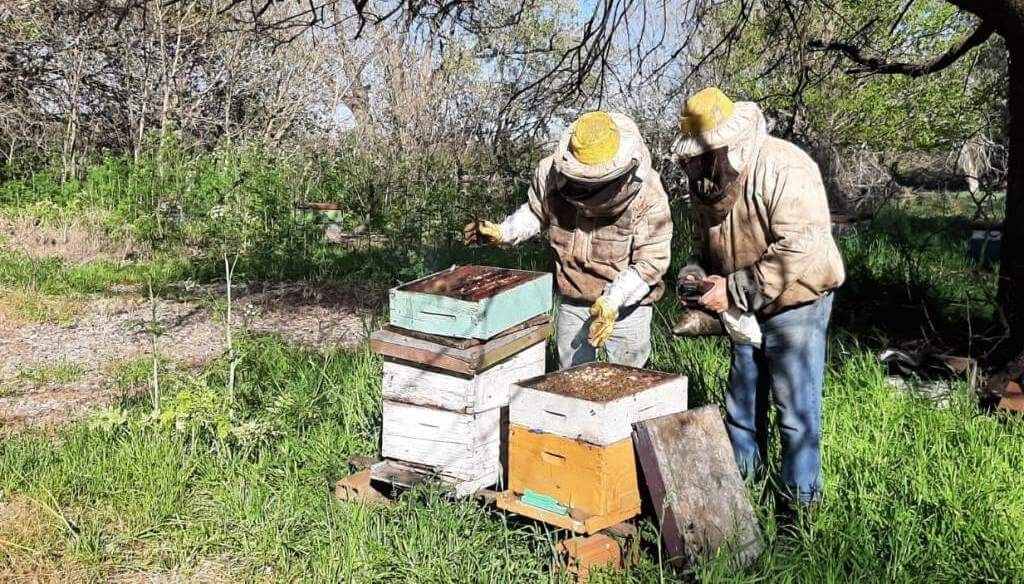 Las abejas tambi&eacute;n se preparan ante El Ni&ntilde;o: claves para proteger las colmenas frente a lluvias abundantes