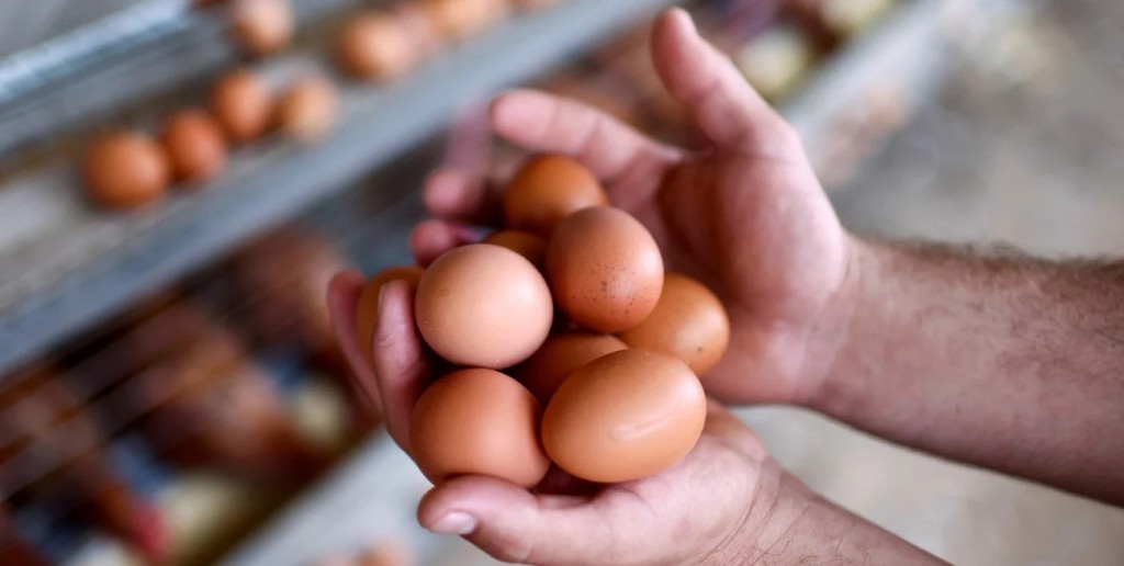 Casi 400 huevos por persona al a&ntilde;o: por qu&eacute; Argentina es el mayor consumidor del mundo