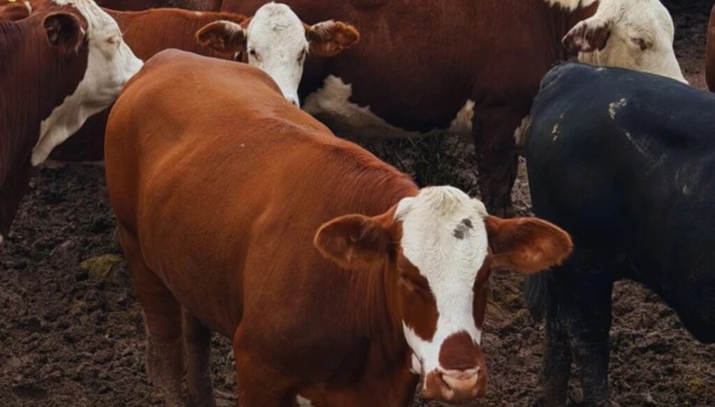 El feedlot rompe los manuales: &iquest;por qu&eacute; los corrales se siguen llenando en plena &eacute;poca de vaciado?