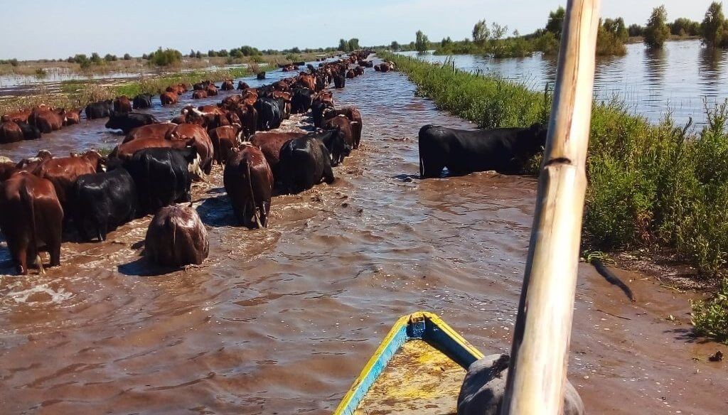 &ldquo;Hay 30 d&iacute;as o menos&rdquo;: la carrera contrarreloj para salvar 30.000 cabezas en las islas del Paran&aacute;