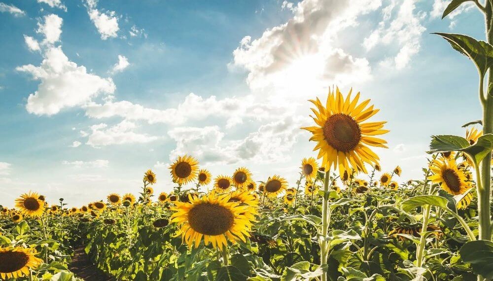 Girasol: el tren de los precios sigue a toda marcha y empuja el negocio agroexportador