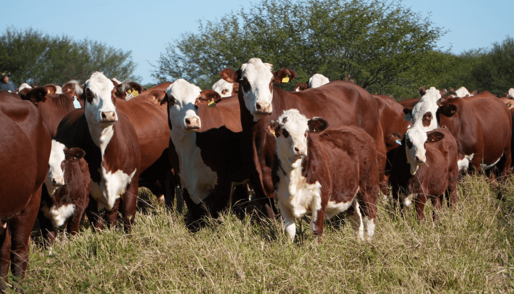 Para producir carne premium: el boom ganadero suma una inversi&oacute;n de U$S 23 millones en Salta