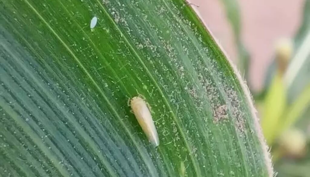 El clima sopla a favor del ma&iacute;z: las lluvias y la amplitud t&eacute;rmica arrasaron a las chicharritas