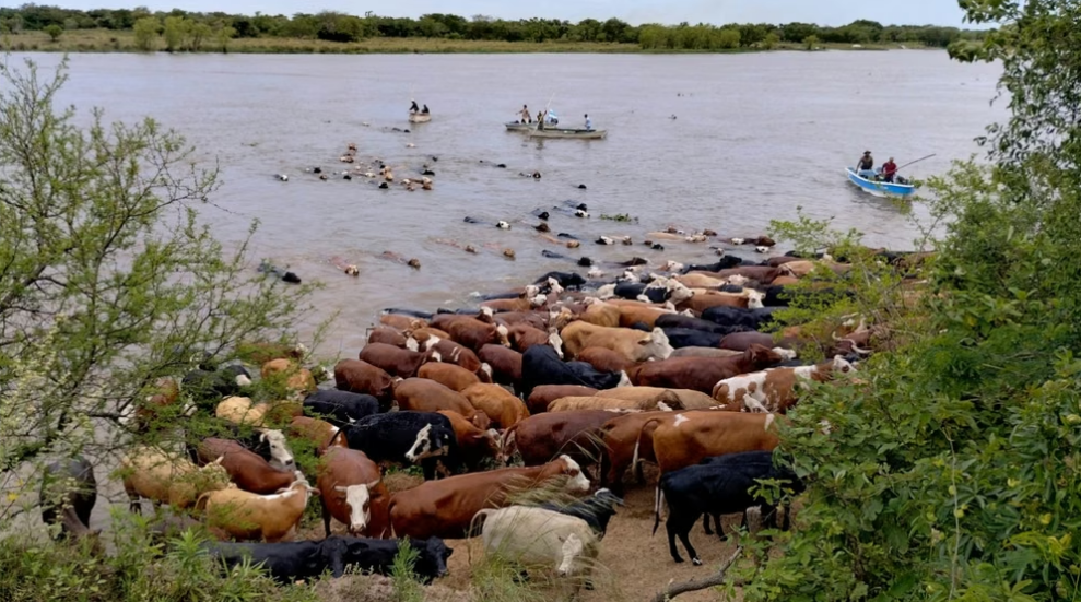 El Ni&ntilde;o y la crecida del r&iacute;o Paran&aacute;: la hacienda sale de las islas con "el agua al cuello" en la costa santafesina