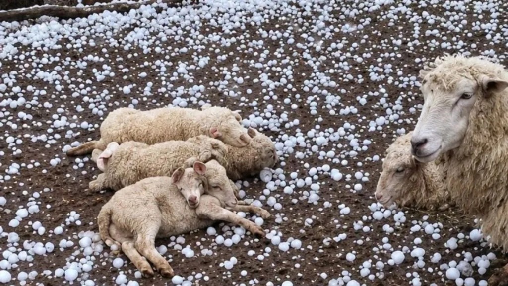 Granizo en Santa Fe: desde lotes agr&iacute;colas severamente da&ntilde;ados hasta p&eacute;rdidas de animales