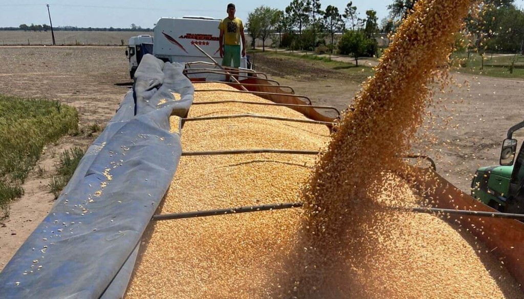Exportaciones r&eacute;cord: el ma&iacute;z argentino avanza a todo ritmo y domina el mercado mundial
