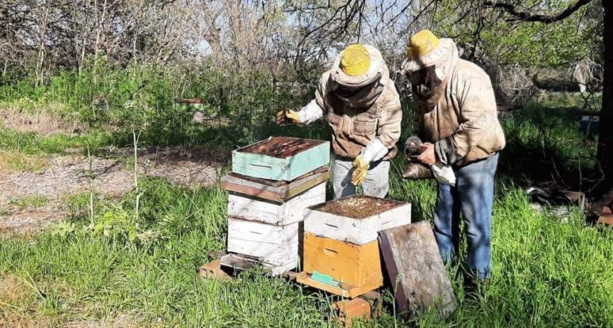 Las abejas tambi&eacute;n se preparan ante El Ni&ntilde;o: claves para proteger las colmenas frente a lluvias abundantes