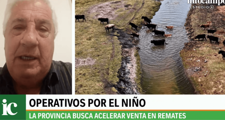 En las islas ganaderas correntinas le temen a El Ni&ntilde;o: miles de cabezas podr&iacute;an quedar &ldquo;en banda&rdquo;