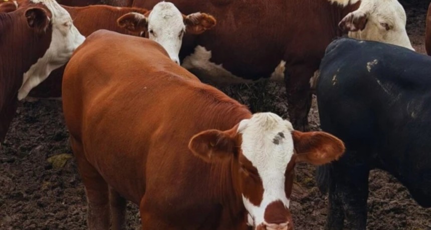 El feedlot rompe los manuales: &iquest;por qu&eacute; los corrales se siguen llenando en plena &eacute;poca de vaciado?