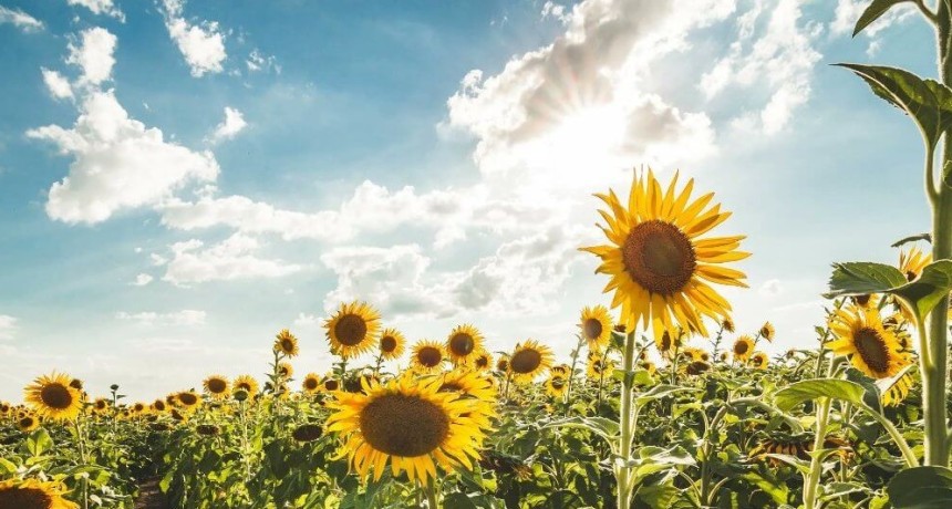 Girasol: el tren de los precios sigue a toda marcha y empuja el negocio agroexportador