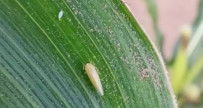 El clima sopla a favor del ma&iacute;z: las lluvias y la amplitud t&eacute;rmica arrasaron a las chicharritas