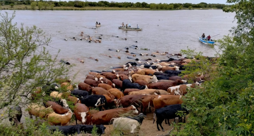 El Ni&ntilde;o y la crecida del r&iacute;o Paran&aacute;: la hacienda sale de las islas con 