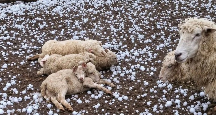 Granizo en Santa Fe: desde lotes agr&iacute;colas severamente da&ntilde;ados hasta p&eacute;rdidas de animales