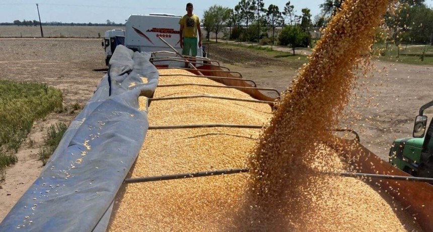Exportaciones r&eacute;cord: el ma&iacute;z argentino avanza a todo ritmo y domina el mercado mundial