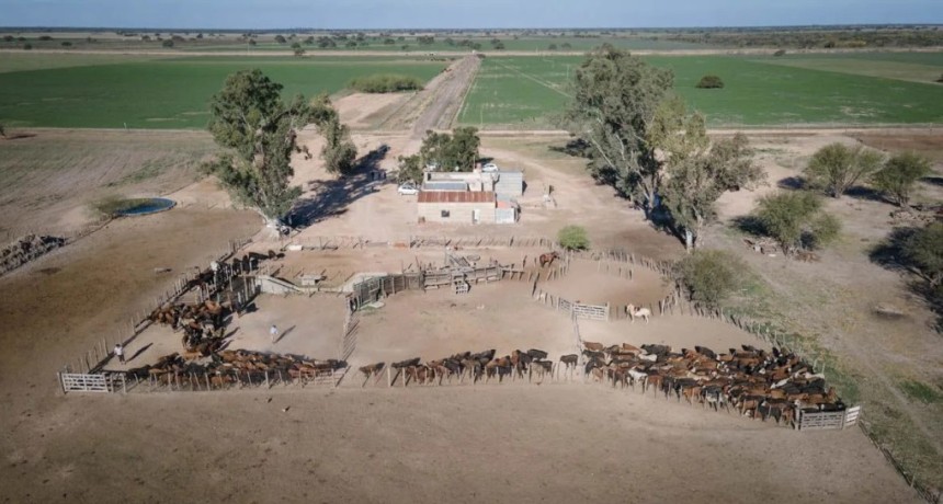 Ganader&iacute;a en Santa Fe: c&oacute;mo los precios de la hacienda impulsan el valor de los campos
