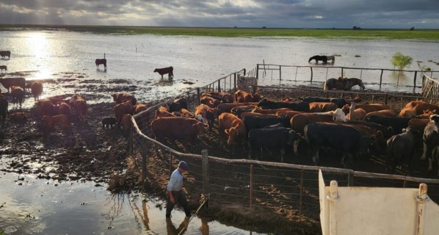El Ni&ntilde;o: en las islas de Santa Fe, aseguran que ya fue evacuada el 70% de la hacienda en peligro