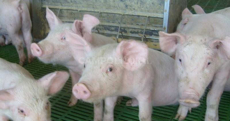 Senasa detectó cerdos importados con Síndrome Respiratorio y Reproductivo Porcino 